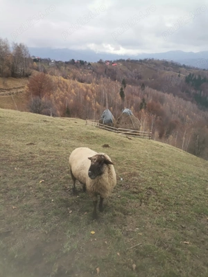 Berbec vanzare - imagine 3