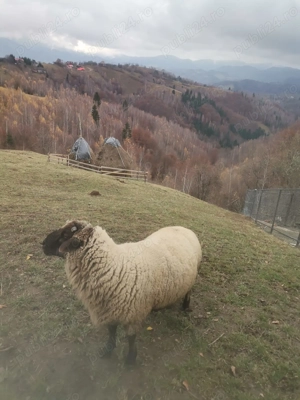 Berbec vanzare - imagine 2