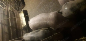 Vind soldani de carne intre 40 si 70 kg.crescuti bio