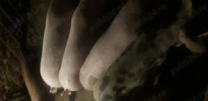 Vind soldani de carne intre 40 si 70 kg.crescuti bio - imagine 3