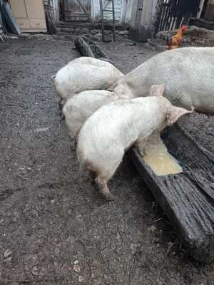 Vând purcei marele alb