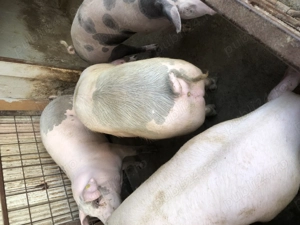 Porci pt sacrificat! - imagine 4