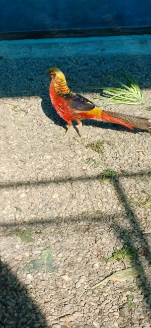 Perche auriu pe roșu matură - imagine 5