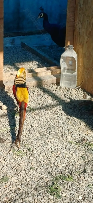 Perche auriu pe roșu matură - imagine 4