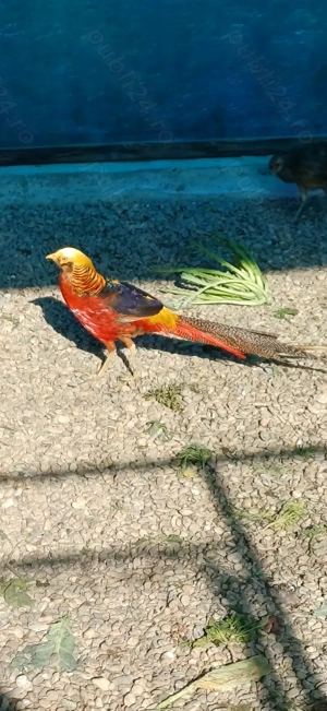 Perche auriu pe roșu matură - imagine 2