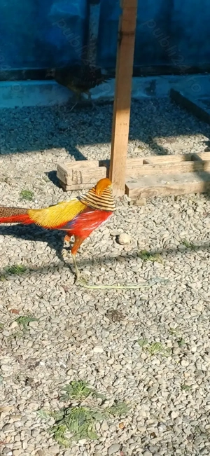 Perche auriu pe roșu matură