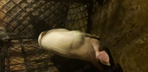 Vind porc de carne crescut bio pt.sacrificat peste 150 kg - imagine 2