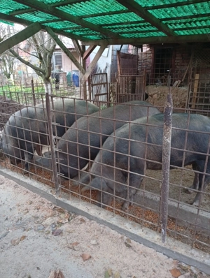 Cine dorește.primeste - imagine 2