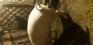 Vind porc de carne crescut bio pt.sacrificat peste 150 kg - imagine 3