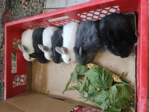 Iepurasi pitici de vânzare rasa Rex - imagine 2