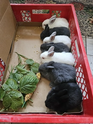 Iepurasi pitici de vânzare rasa Rex