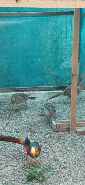 Fazani comuni tineret 