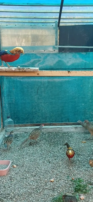 Fazani comuni tineret  - imagine 2