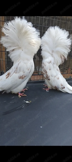 Porumbei gulerati (maria stuart)