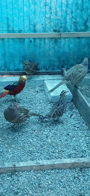 Fazani comuni tineret  - imagine 4