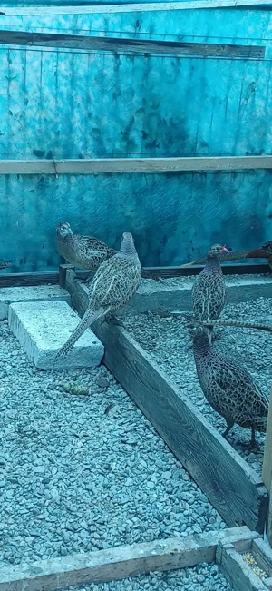 Fazani comuni tineret  - imagine 5