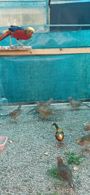 Fazani comuni tineret  - imagine 3