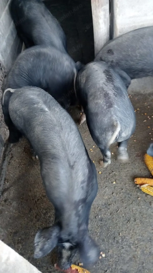 Vând grasuni Câlnic, Gorj - imagine 2