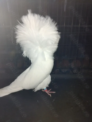 Porumbei gulerati (maria stuart) - imagine 4