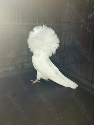 Porumbei gulerati (maria stuart) - imagine 3