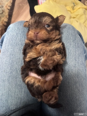 yorkshire terrier ciocolatiu  - imagine 2