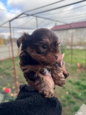 yorkshire terrier ciocolatiu  - imagine 4