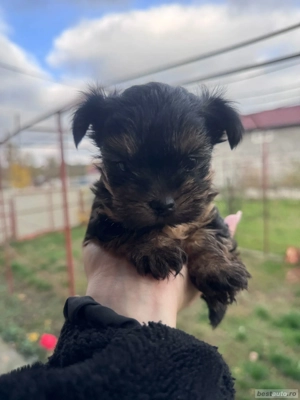 yorkshire terrier ciocolatiu  - imagine 3