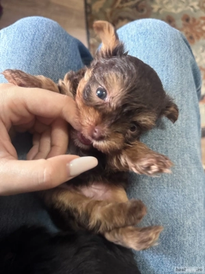 yorkshire terrier ciocolatiu 