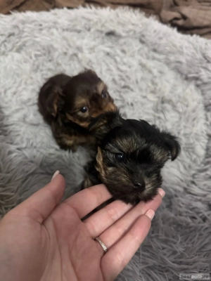 yorkshire terrier ciocolatiu  - imagine 5