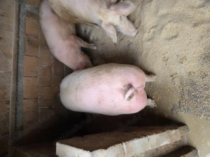 Vând porci pentru Crăciun,  rasa de carne 