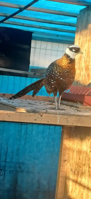 Pereche matură fazani regal