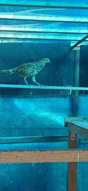 Pereche matură fazani regal - imagine 5