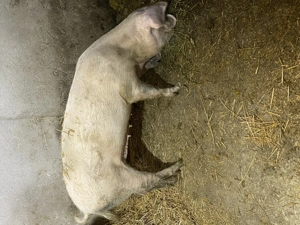 Scroafă de vânzare informații la numărul de telefon  