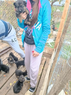 Caini pui de rasă Ciobănesc German - imagine 5