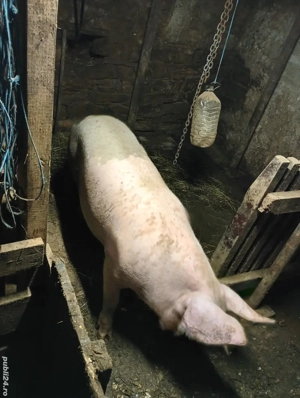 vând porc 