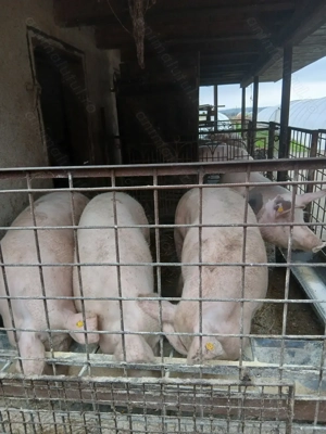 Vând porci  - imagine 4