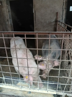 Vând porci  - imagine 3