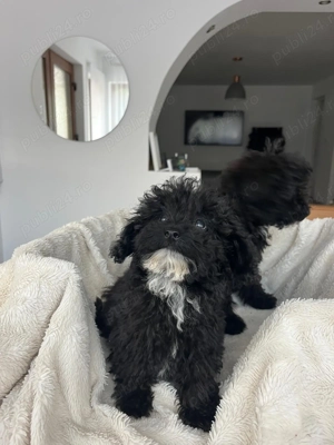 Caniche pudel toy negru  - imagine 2