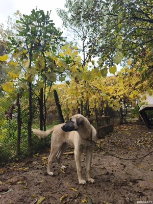 femela kangal - imagine 2