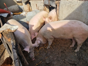 De vanzare porci