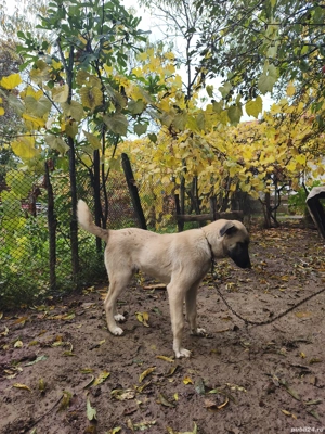 femela kangal - imagine 3