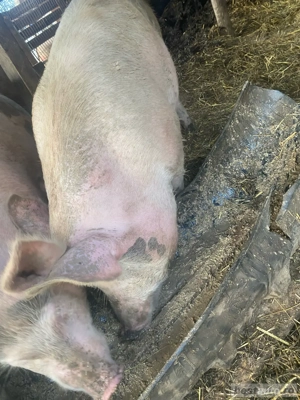 vand porc  - imagine 5