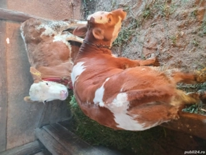 vînd doua vițele  - imagine 3