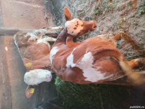 vînd doua vițele  - imagine 2