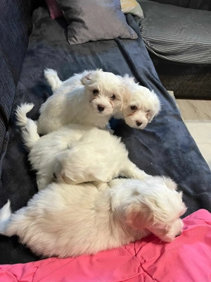 Bichon talie mică  - imagine 3