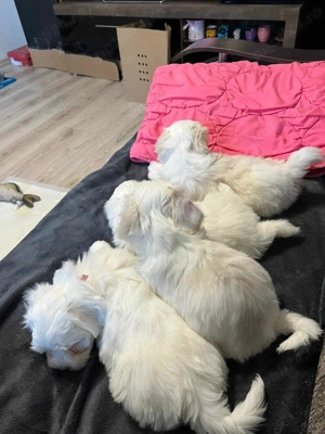 Bichon talie mică  - imagine 2