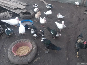 rățoi leșești tineret - imagine 3