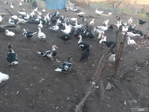 rățoi leșești tineret - imagine 2