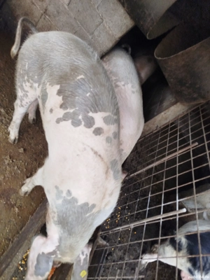 Vand porci crescuti fara concentrate - imagine 4