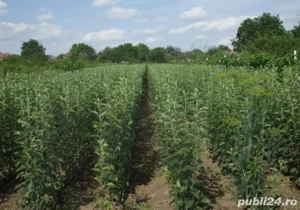 pomi frcutiferi altoiti anul 2 diferite soiuri mar par prun cires cais gutui zarzar nectarin visin